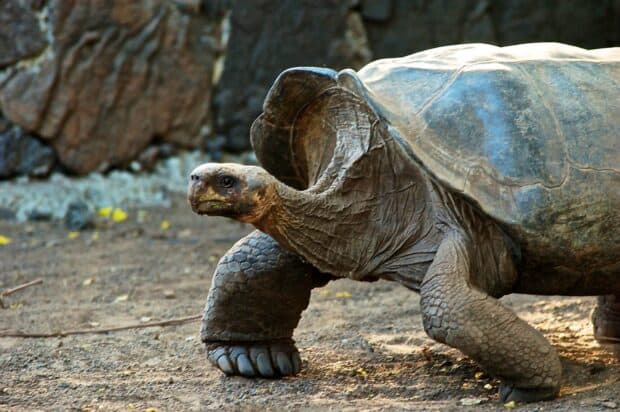 A Galapagos giant tortoise walks on the ground showcasing its textured shell and wrinkled skin, HD Desktop Wallpaper