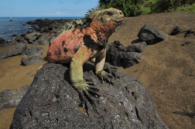 A marine iguana is resting on a volcanic rock near the shore in the Galapagos Islands, HD Desktop Wallpaper