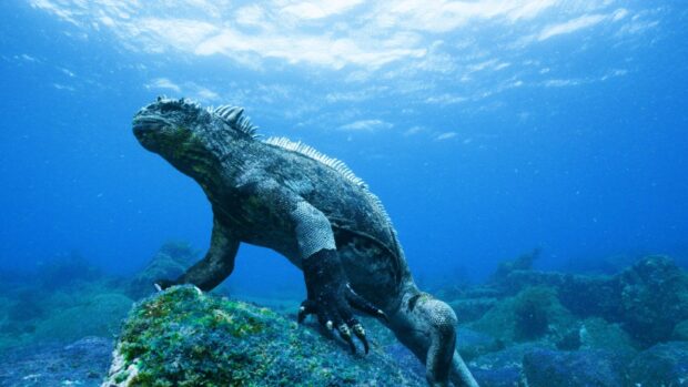A marine iguana swims near rocks in the Galapagos Islands, HD Desktop Wallpaper