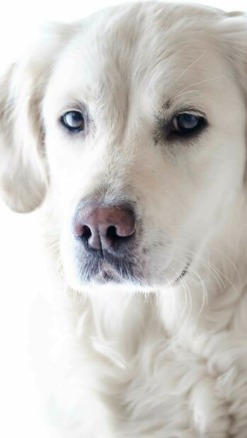 A Labrador with soft white fur looks calmly ahead with deep eyes, 2K Phone Wallpaper