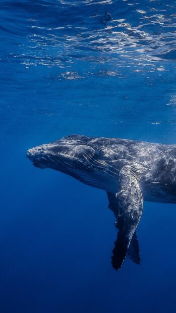 A blue whale swims peacefully underwater in deep blue sea, 2K Mobile Wallpaper