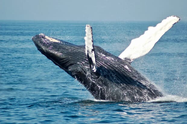 A blue whale is breaching energetically in the ocean with water splashing around, 2K Desktop Wallpaper