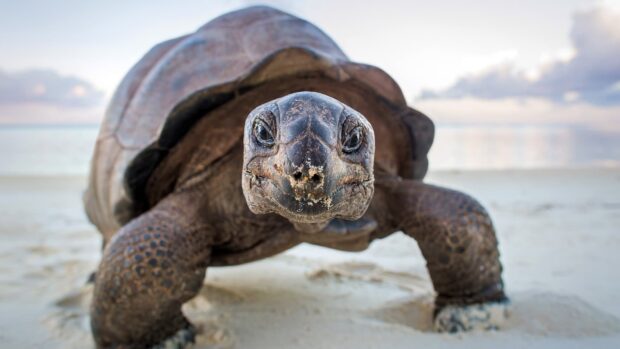 A giant tortoise walking on the sandy beach of the Galapagos Islands with ocean and sky in the background, HD Desktop Wallpaper