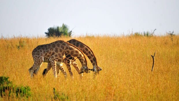 Two giraffes are grazing in tall grass in Uganda savanna landscape, HD Desktop Wallpaper