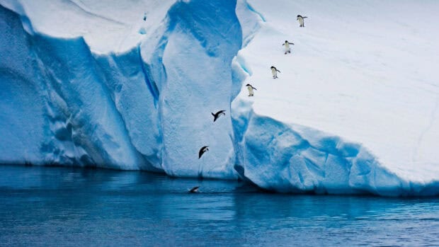 Penguins are diving into the cold water near the blue glaciers, 4K Desktop Wallpaper