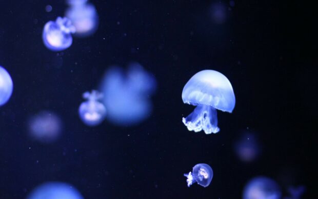 Glowing jellyfish float gracefully in dark water showing their luminescent bodies, 2K Desktop Wallpaper