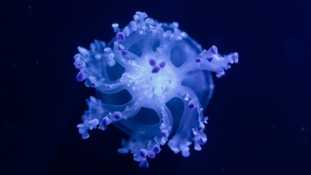 A glowing jellyfish floats gracefully in deep blue water showcasing its delicate tentacles, 4K Desktop Wallpaper