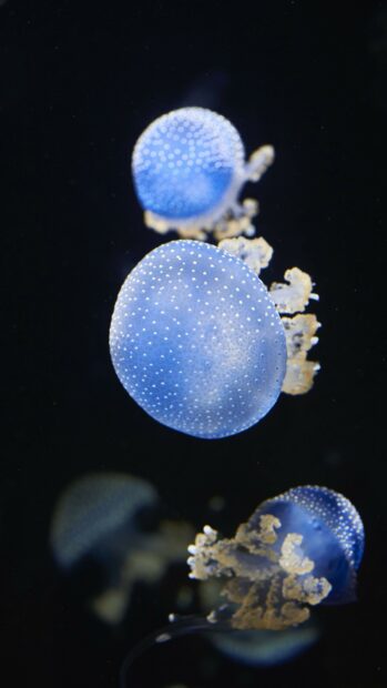 A group of glowing jellyfish swim gracefully in the dark ocean water, 4K Phone Wallpaper