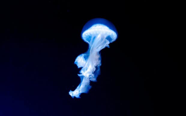 A glowing jellyfish emits a soft blue light as it drifts gently through the dark ocean depths, 2K Desktop Wallpaper