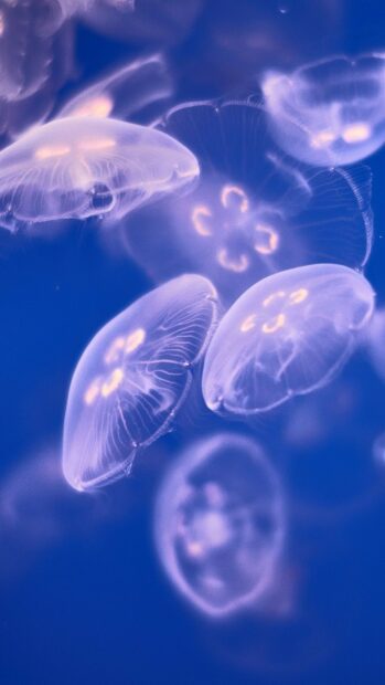 The glowing jellyfish float gracefully in the deep blue ocean water, HD Mobile Wallpaper