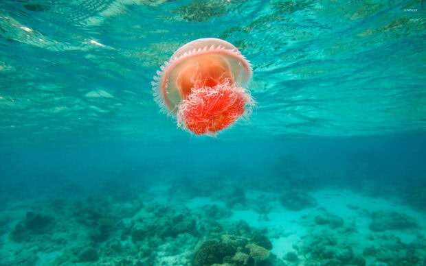 A glowing jellyfish is floating gracefully in the clear ocean water, HD Desktop Wallpaper