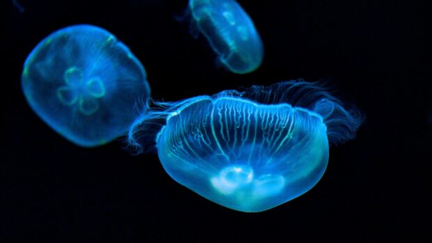 A glowing jellyfish floats gracefully in the dark ocean water, HD Desktop Wallpaper