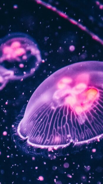 A glowing jellyfish floats gracefully in the dark ocean water, showcasing vivid pink and purple hues, 2K Mobile Wallpaper