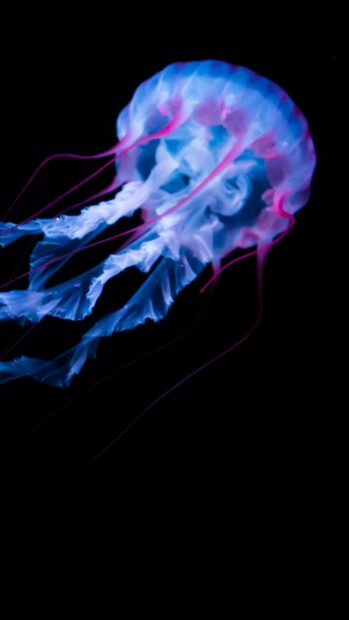 A glowing jellyfish drifts through the dark ocean with vibrant pink and blue tentacles, 2K Phone Wallpaper