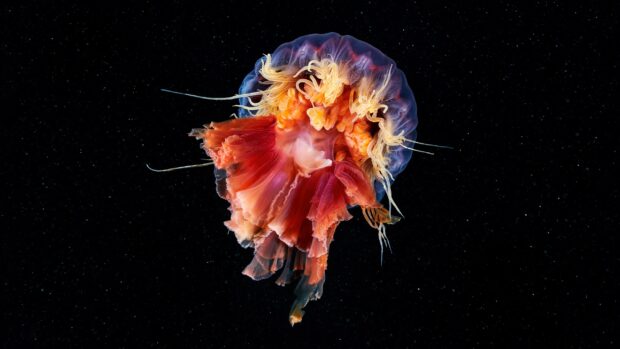 A glowing jellyfish floats in the dark ocean with vibrant colors and delicate tentacles, 2K Desktop Wallpaper