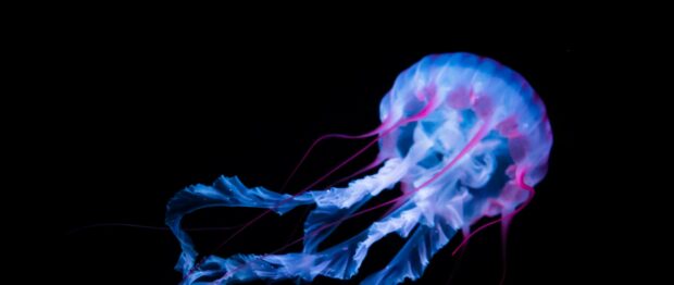 A glowing jellyfish swims gracefully in the dark ocean with blue and pink hues, 2K Desktop Wallpaper