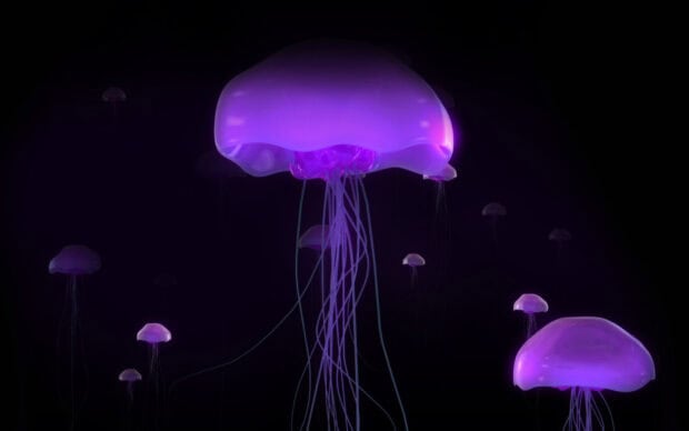 A group of glowing jellyfish swim gracefully in the dark ocean, HD Desktop Wallpaper