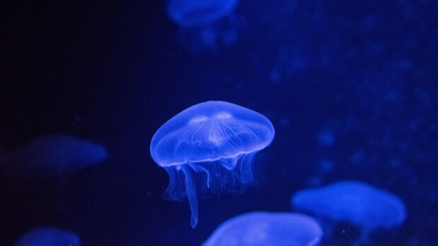 A glowing jellyfish is floating peacefully in the deep blue ocean, 4K Desktop Wallpaper