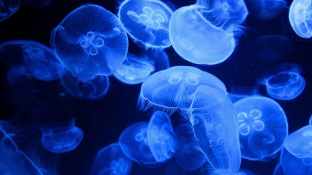 A group of glowing jellyfish floating gracefully in the dark water, 4K Desktop Wallpaper