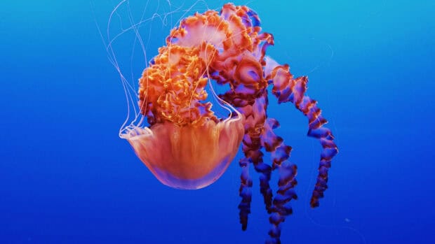 A glowing jellyfish floats gracefully in the deep blue ocean, displaying vibrant colors, 4K Desktop Wallpaper