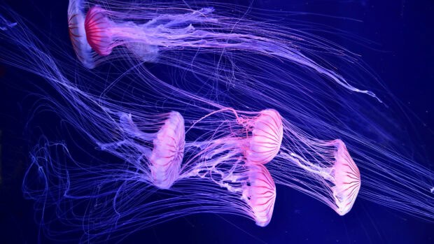A group of glowing jellyfish swim gracefully in deep blue ocean water, 4K Desktop Wallpaper