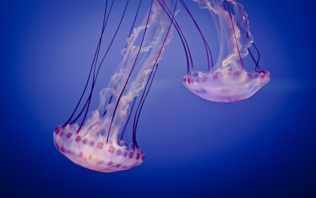 Two glowing jellyfish float gracefully in deep blue water exhibiting delicate translucent bodies and long trailing tentacles, 2K Desktop Wallpaper