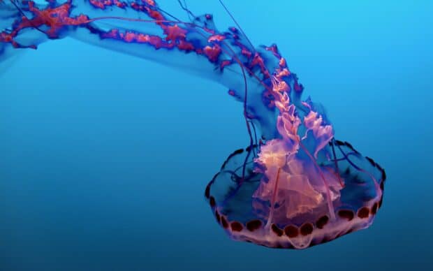 A glowing jellyfish drifts gracefully through the deep blue ocean water, 2K Desktop Wallpaper