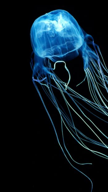 A glowing jellyfish floats gracefully in the dark ocean water, 4K Phone Wallpaper