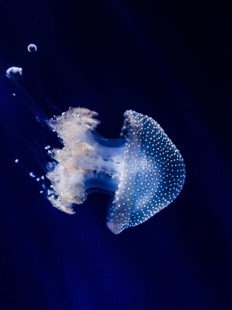 A glowing jellyfish floats gracefully in the deep ocean with a dark blue background, HD Mobile Wallpaper