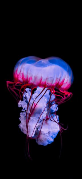 A glowing jellyfish with vibrant colors floats in the dark ocean water, 2K Phone Wallpaper