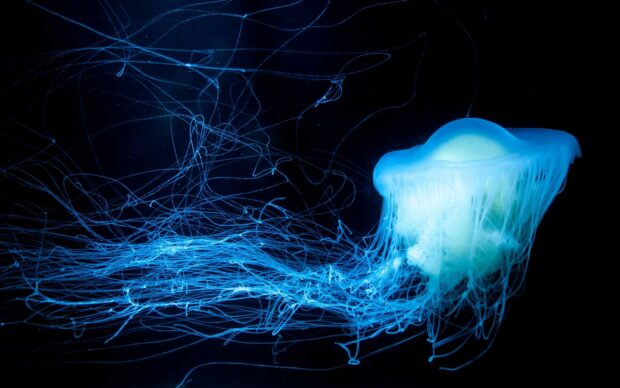 A glowing jellyfish floats gracefully in the dark ocean with long tentacles trailing behind, 2K Desktop Wallpaper