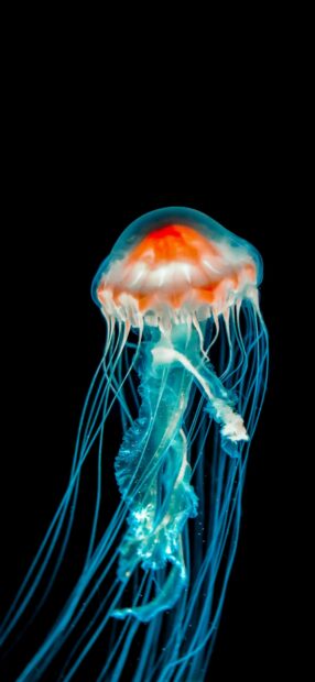 A glowing jellyfish with long tentacles floats in deep sea water, 2K Mobile Wallpaper
