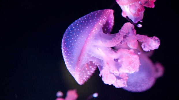 A glowing jellyfish with pink and purple hues floating in the dark ocean, 4K Desktop Wallpaper