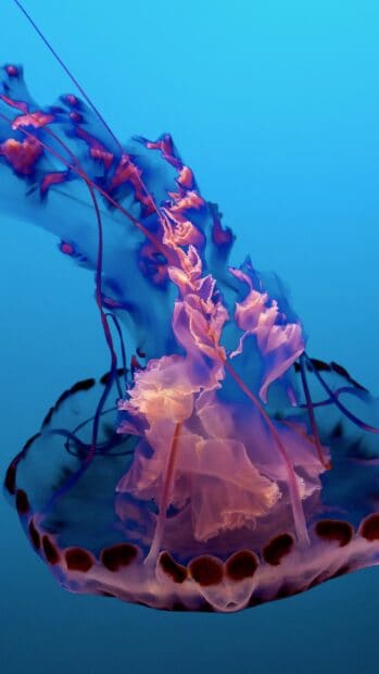 A glowing jellyfish gracefully moves through the bright blue ocean water, glowing jellyfish wallpapers, 2K Mobile Wallpaper