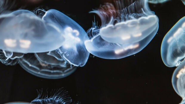 Translucent glowing jellyfish swim gracefully against a black backdrop, 4K Desktop Wallpaper