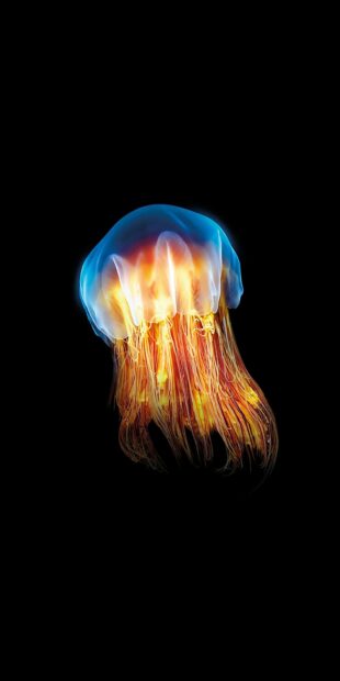 A glowing jellyfish displays vibrant blue and orange hues in dark water, HD Phone Wallpaper