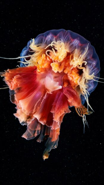 A glowing jellyfish displays vibrant colors and delicate tentacles in the dark ocean, HD Mobile Wallpaper