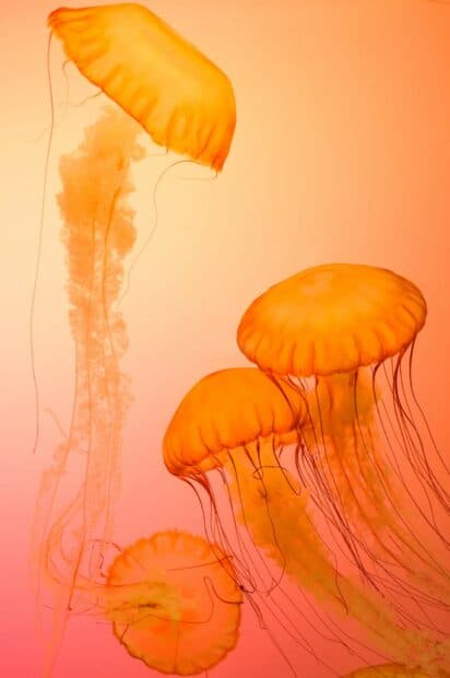 Glowing jellyfish swim gently through the bright orange sea, HD Mobile Wallpaper