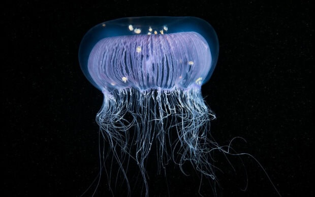 A glowing jellyfish floats in the deep ocean with long tentacles extended, 2K Desktop Wallpaper