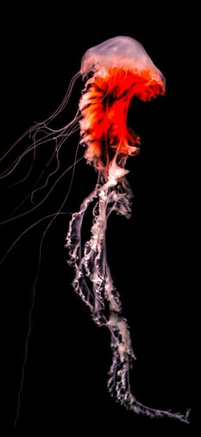 A glowing jellyfish with bright red and white colors swims in the dark ocean waters, 2K Phone Wallpaper