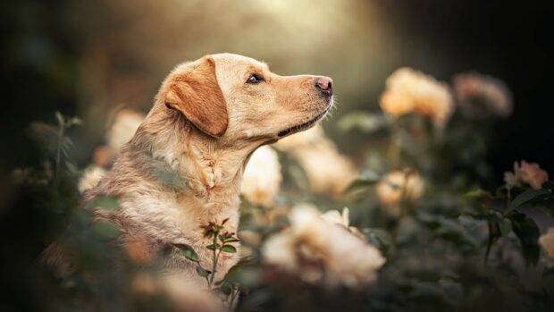 A golden Labrador is quietly resting amidst blooming flowers in a peaceful garden, 4K Desktop Wallpaper