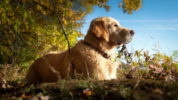 A golden Labrador resting among autumn leaves under a clear blue sky, HD Desktop Wallpaper