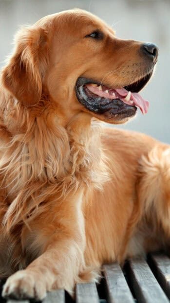 A golden retriever dog with its tongue out resting on a wooden surface, 4K Phone Wallpaper