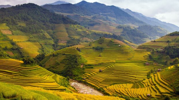 The Vietnam wallpapers show golden rice terraces carved into the mountains with lush vegetation and a flowing river, HD Desktop Wallpaper
