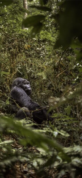 A gorilla sitting quietly among dense green foliage in Uganda, 2K Phone Wallpaper