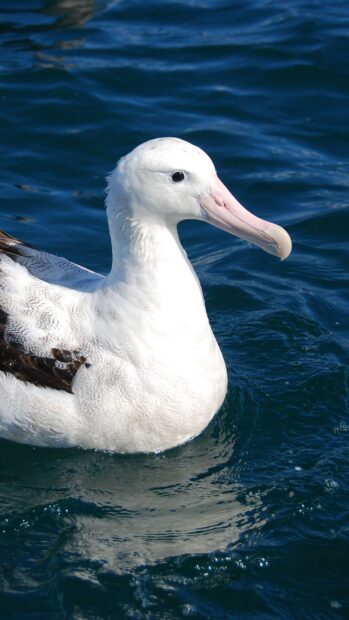A graceful albatross floats calmly on the deep blue ocean water, 2K Mobile Wallpaper