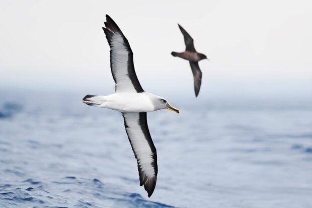 A graceful albatross is soaring over the blue ocean waters with another bird in the background, HD Desktop Wallpaper