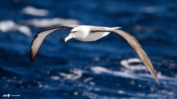 A graceful albatross is soaring over the deep blue sea in this stunning albatross wallpapers, HD Desktop Wallpaper