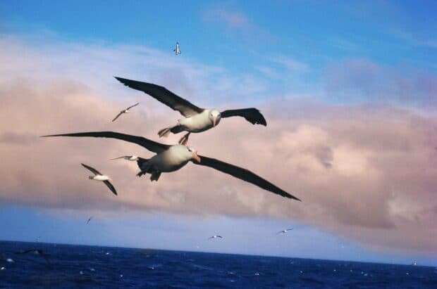 A flock of albatross flying above the open sea under a cloudy blue sky, HD Desktop Wallpaper