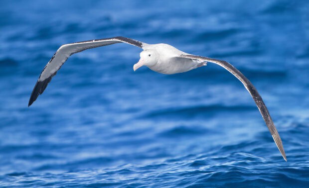 A graceful albatross is soaring low over the deep blue ocean waves in clear weather, HD Desktop Wallpaper